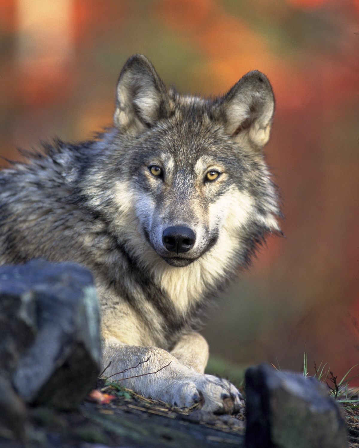 Ein junger Wolf blickt neugierig in Richtung der Kamera. Hinter ihm ein herbstliches Bokeh.